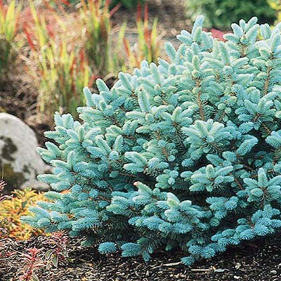 10 Shrubs That Look Great in July