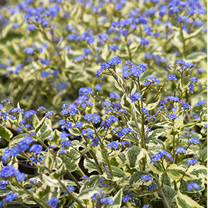 Variegated Siberian Bugloss