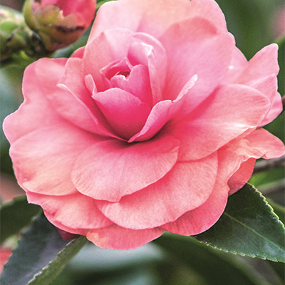 Chansonette’s Blush Camellia