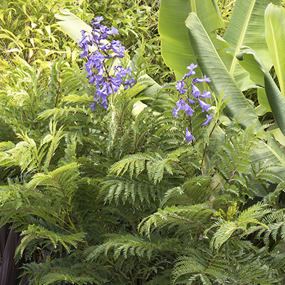 Bonsai Blue Jacaranda