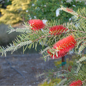 Scarlet Torch™ Bottlebrush