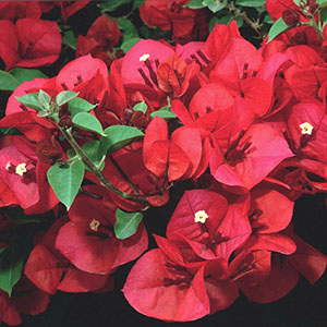 Scarlett O’Hara Bougainvillea