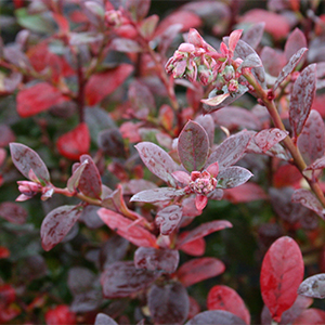 Bountiful Blue® Blueberry