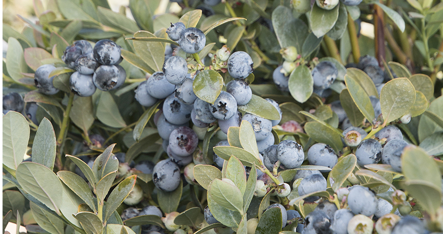 Blue berries