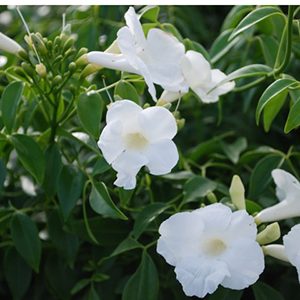 White Bower Vine