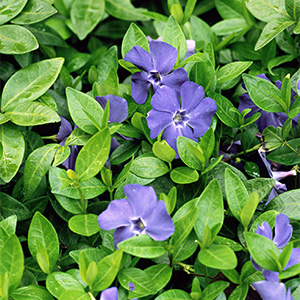 Bowles’ Common Periwinkle