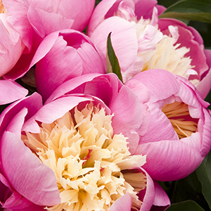 Bowl Of Beauty Herbaceous Peony