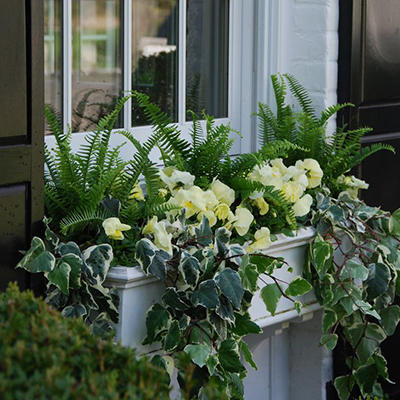 Dress Up The Porch With Ferns Be Inspired