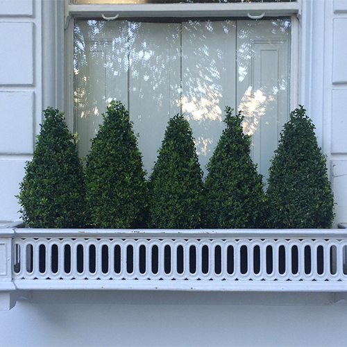 Boxwood cones all in a row