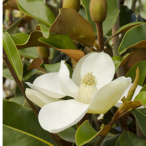 Bracken’s Brown Beauty Magnolia