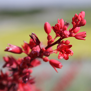 Brakelights® Red Yucca