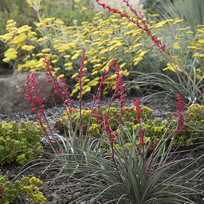 Brakelights® Red Yucca