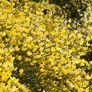 On the small side and very dense, this gold broom can stand alone or in a mass to create a color display that ‘pops’ even from far away.