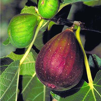 Brown Turkey Fig