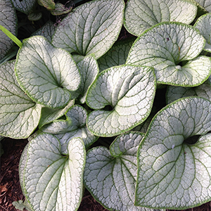 Silver Heart Brunnera