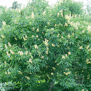 Autumn Splendor Horse Chestnut