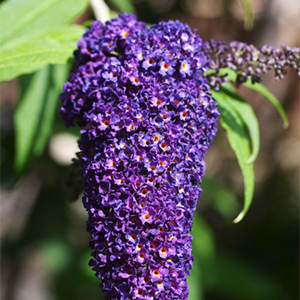 Black Knight Butterfly Bush