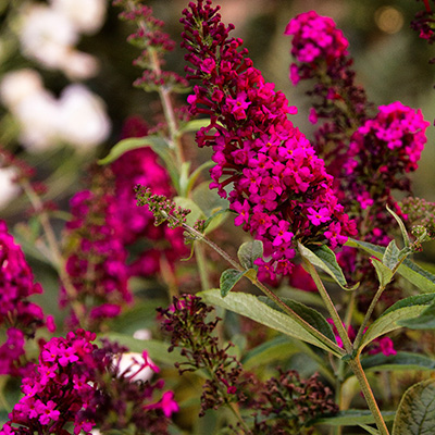 butterfly bush