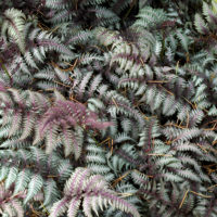 Burgundy Lace Painted Fern