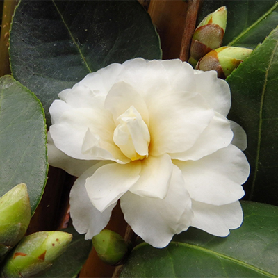 Buttermint Camellia