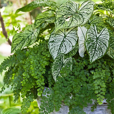 Dress Up The Porch With Ferns Be Inspired