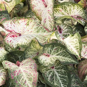 Caladium