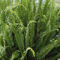 California Upright Sword Fern