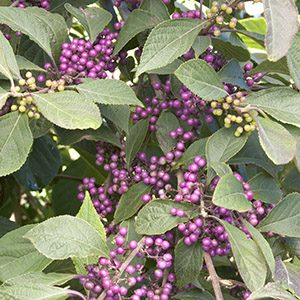 Profusion Beautyberry