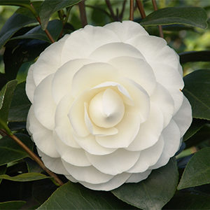 Nuccio’s Gem Camellia