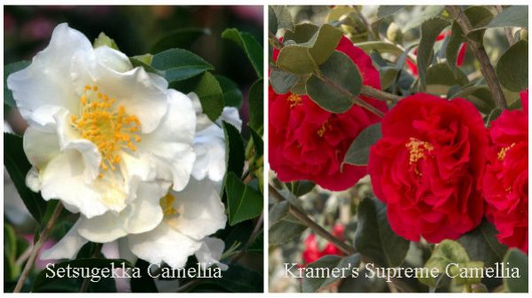 Setsugekka Camellia and Kramer's Supreme Camellia