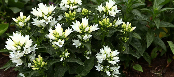 campanula560x250