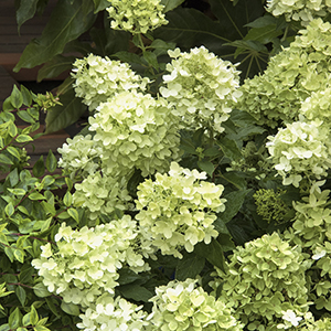 Image of Candy Apple Hydrangea in bud