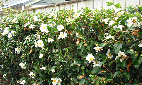 Grow Camellias to hide unsightly views; (image source: unknown)