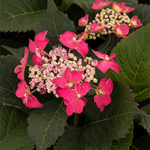 Seaside Serenade® Cape May Hydrangea