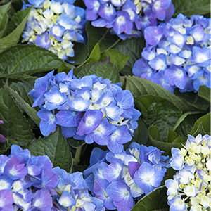 Seaside Serenade® Cape Cod Hydrangea