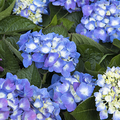 Seaside Serenade® Cape Cod Hydrangea