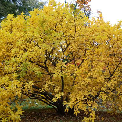 american fringe tree fall color