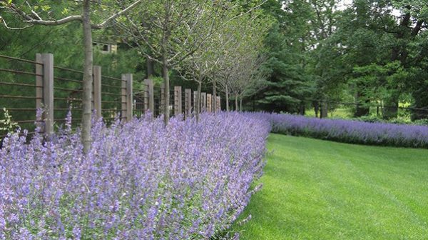 Long and lush border garden