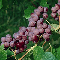 Ruby Seedless Grape, Vitis vinifera 'Ruby Seedless', Monrovia Plant