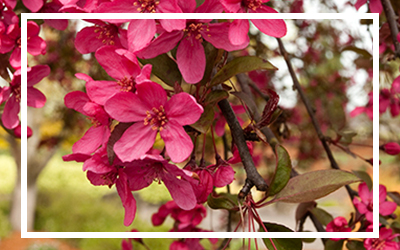 Centurion® Crabapple