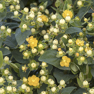 HYPERICUM BERRY CORAL