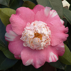 Chandleri Elegans Variegated Camellia