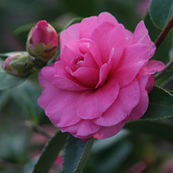 Chansonette Camellia