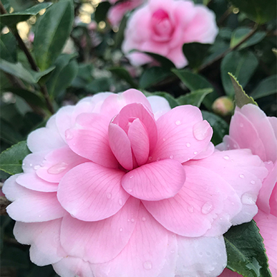 Chansonette’s Blush Camellia