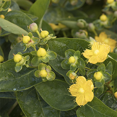 How to Grow St. John's Wort: A Close Look at FloralBerry®