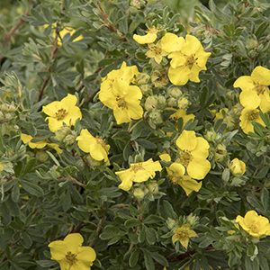 CheeseHead™ Potentilla