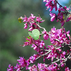 Claremont Western Redbud