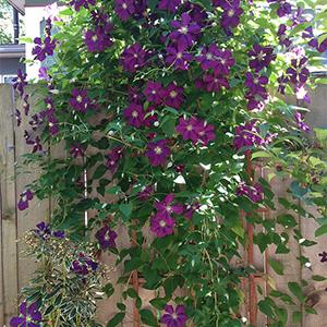 Dressing bare clematis knees