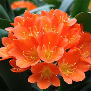 clivia300x300-150x150@2x