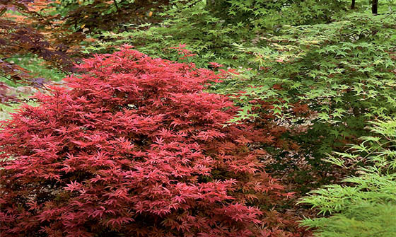 Grow an Asian-inspired garden by grouping Japanese Maple